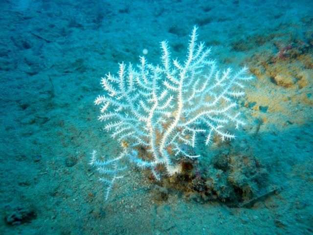  Corales en el fondo marino 